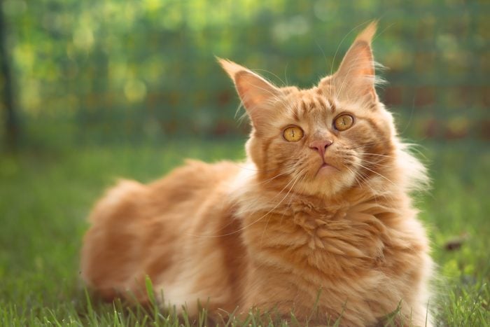 Female red solid maine coon cat lying on green grass. Beautiful brushes on ears. Closeup profile view