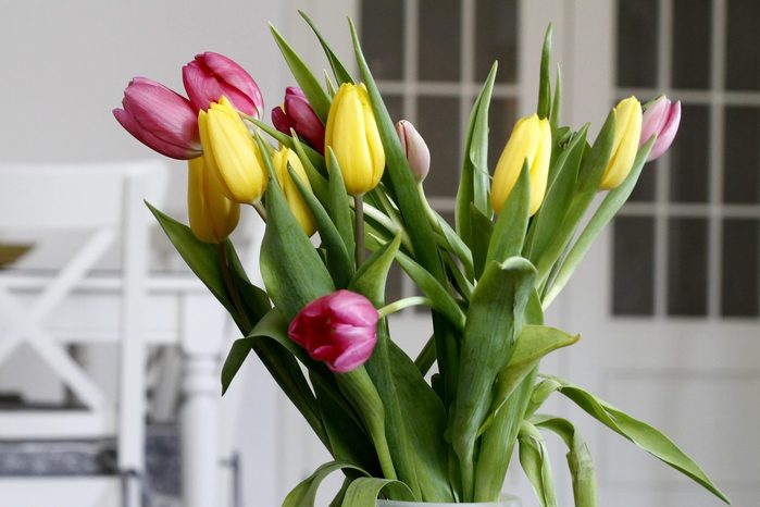 Close-up of Tulips in a jar at dinning-room