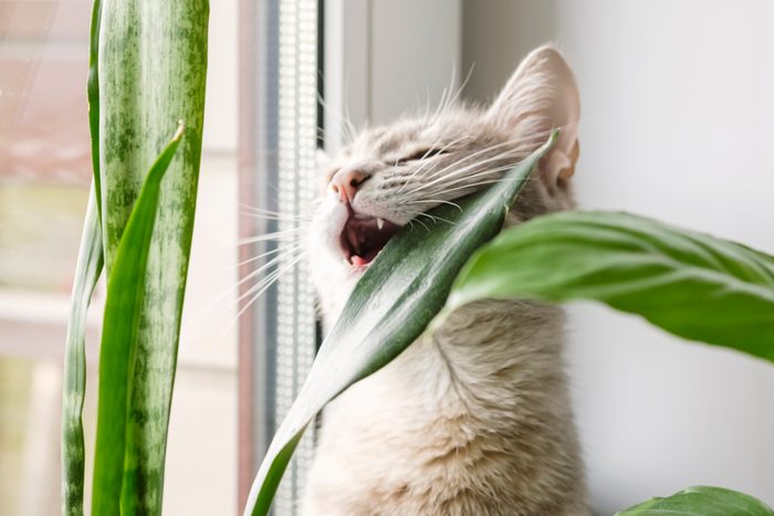 A Gray Striped Domestic Cat Sits On A Window And Chews On Indoor Plants In Flower Pots.