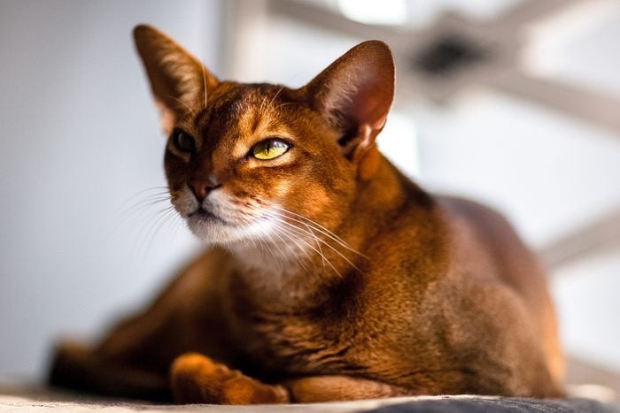 orange Abyssinian cat