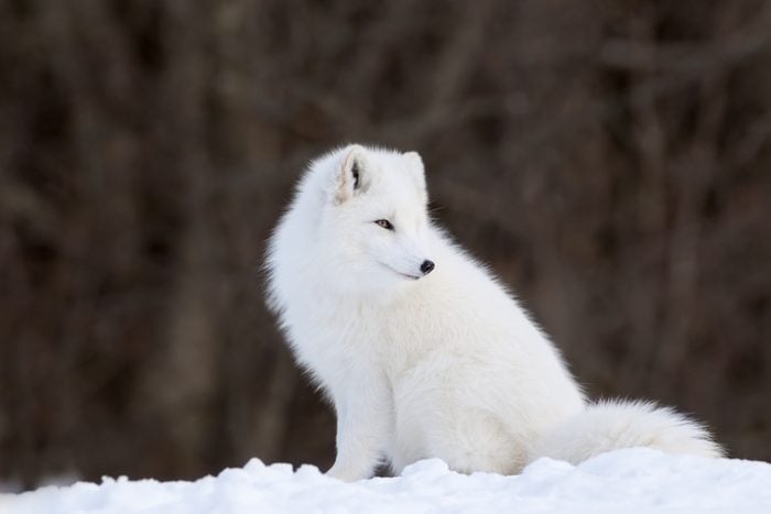 Portrait of Arctic Fox