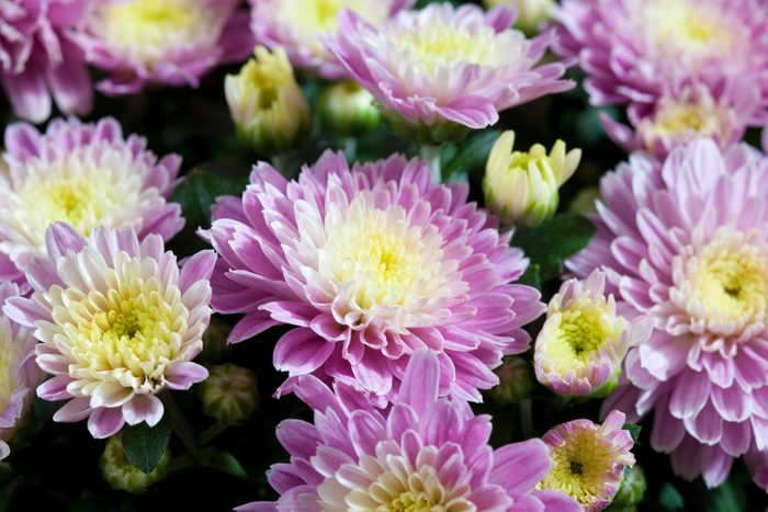 Chrysanthemum, close up