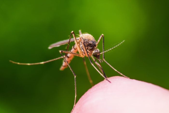 close up of mosquito on a persons skin