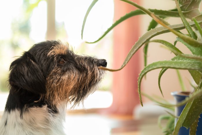 Dog sitting in an apartment and looking at an aloe vera plant - Purebred Jack Russell Terrier 3 years old