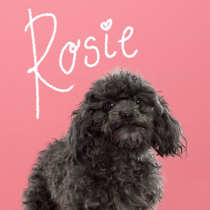 Cute girl dog name hand-lettered over a photo of a dog on a pink background