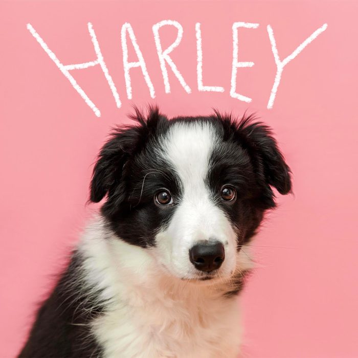 Cool girl dog name hand-lettered over a photo of a dog on a pink background