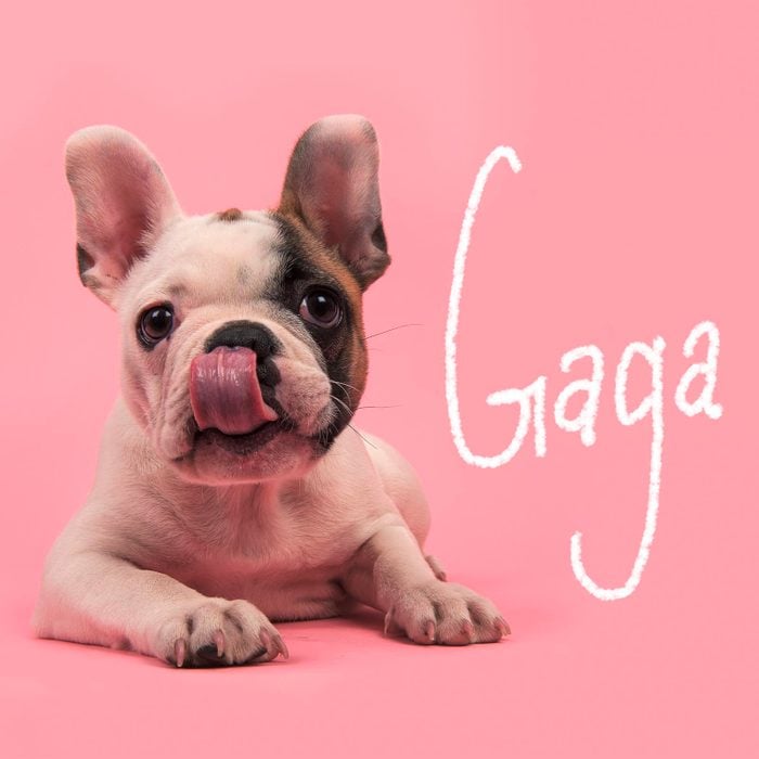 Sassy girl dog name hand-lettered over a photo of a dog on a pink background