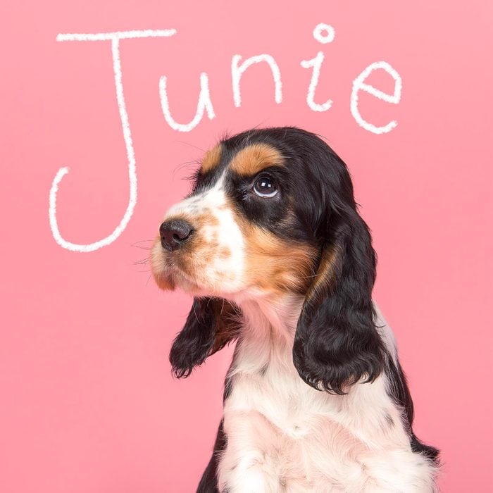 Book inspired girl dog name hand-lettered over a photo of a dog on a pink background