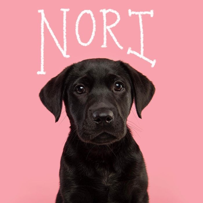 Food inspired girl dog name hand-lettered over a photo of a dog on a pink background