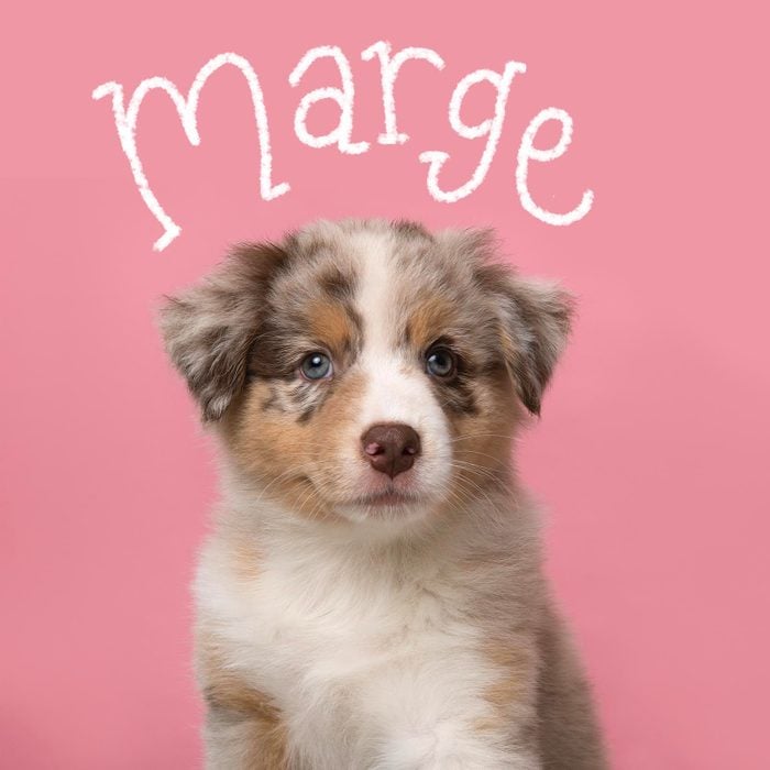 Funny girl dog name hand-lettered over a photo of a dog on a pink background