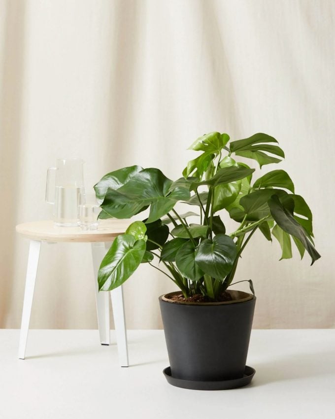 Monstera air purifying plant