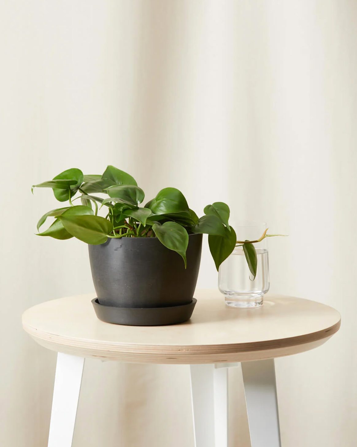 air purifying Philodendron heartleaf