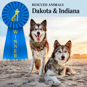 Rescued Animals Dakota And Indiana, Pet Pal Winners, posing together on a beach with a bright setting sun