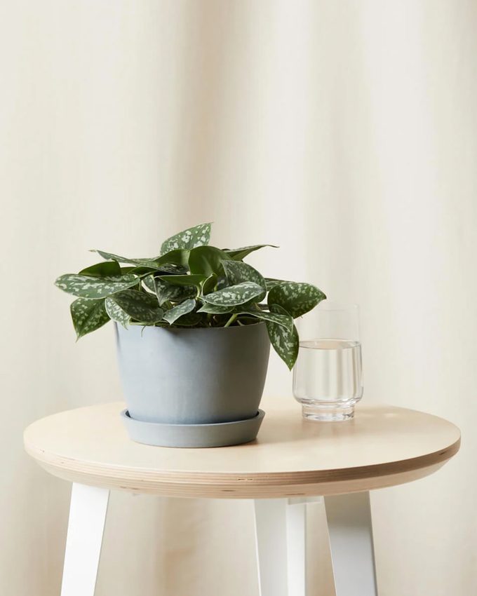 Silver pothos air purifying plant