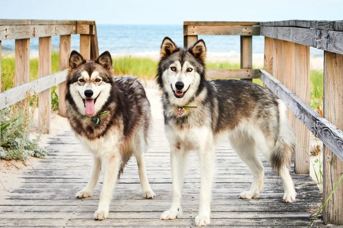 dogs Dakota and Indiana stand together at the end of a boardwalk near a beach