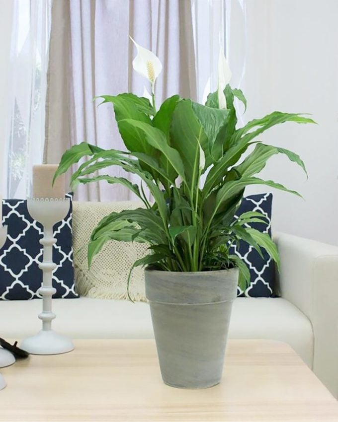 air purifying white Peace lily 