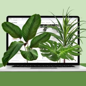 House plants coming out of a laptop, buying plants online