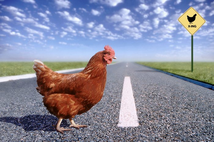 Rooster Crossing Road
