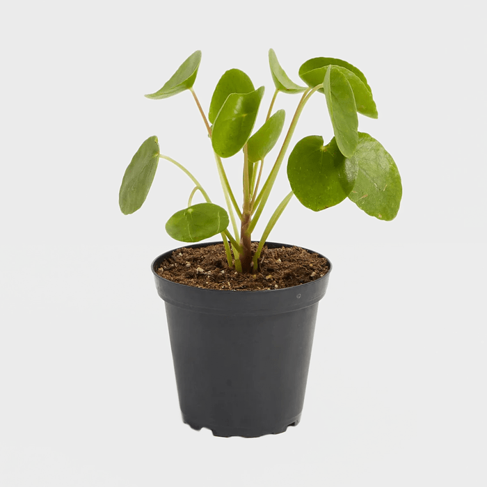 Chinese Pilea Peperomioides Ecomm Via Livelyroot.com