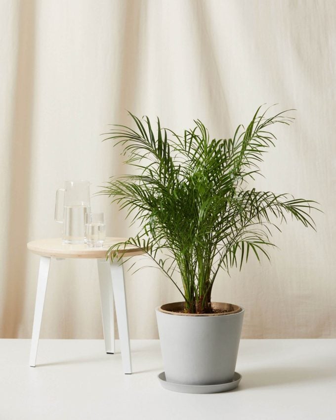 air purifying Date palm plant