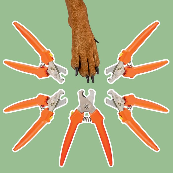dog nail clippers collage