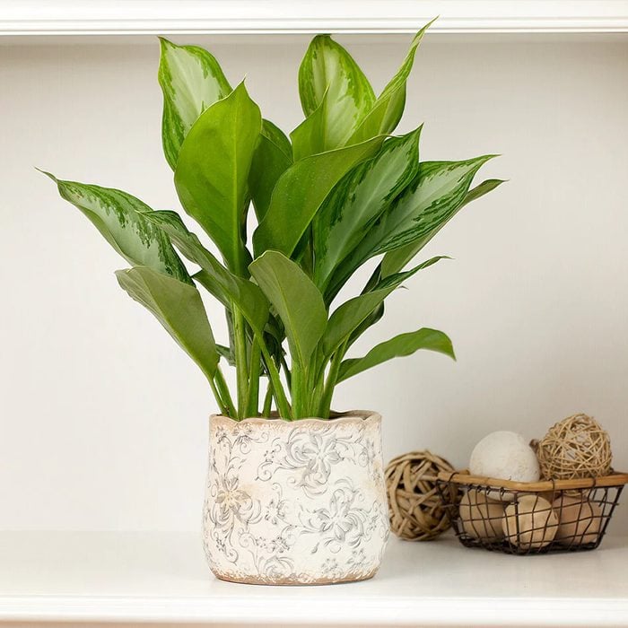 Green Chinese Evergreen Plant Ecomm Via Fast Growing Trees.com