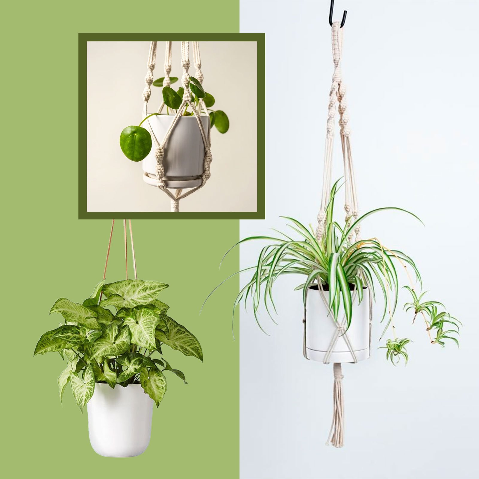 10 Indoor Hanging Plants   Best Hanging Plants That Will Thrive Inside