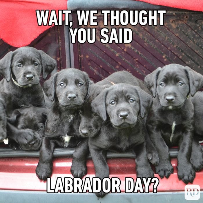 Meme text: Wait, we thought you said Labrador day?