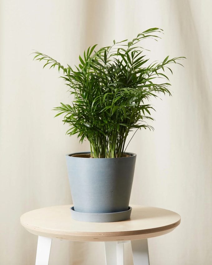 air purifying Parlor palm