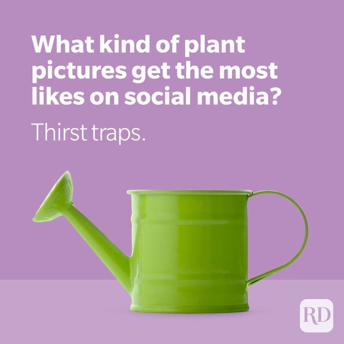 Green watering can on purple background with plant joke