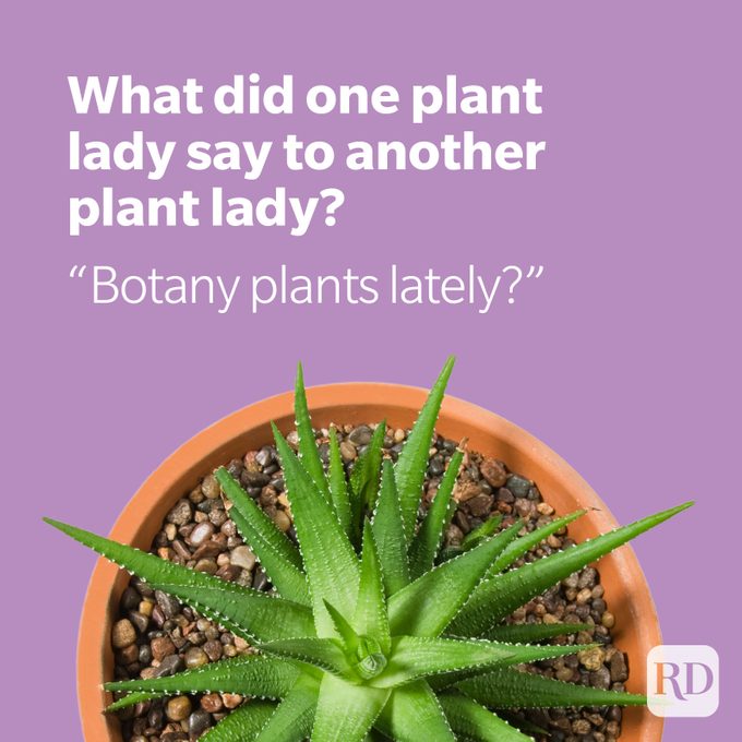 Botany joke on purple with succulent in pot