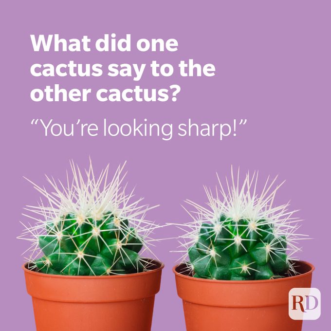 Two potted cacti on purple background