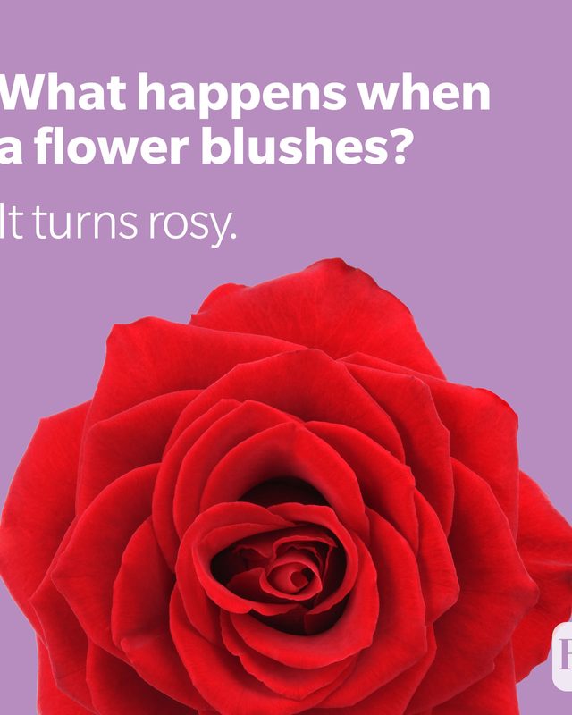 Rose on purple background with rose joke