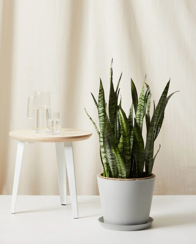 air purifying Snake plant