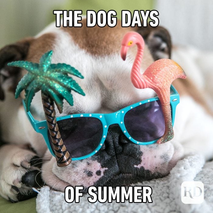 Meme text: The dog days of summer