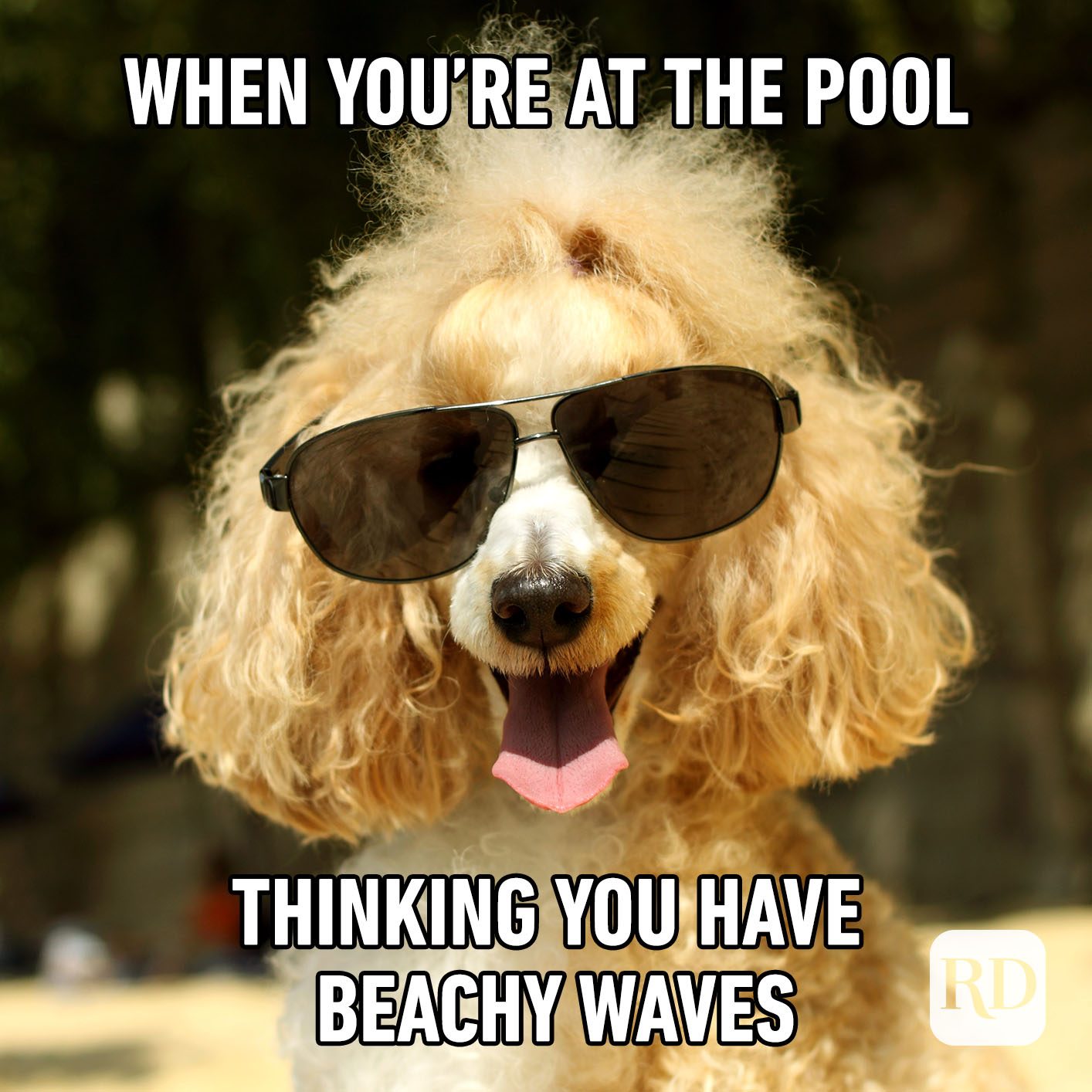 Meme text: When you're at the pool thinking you have beachy waves