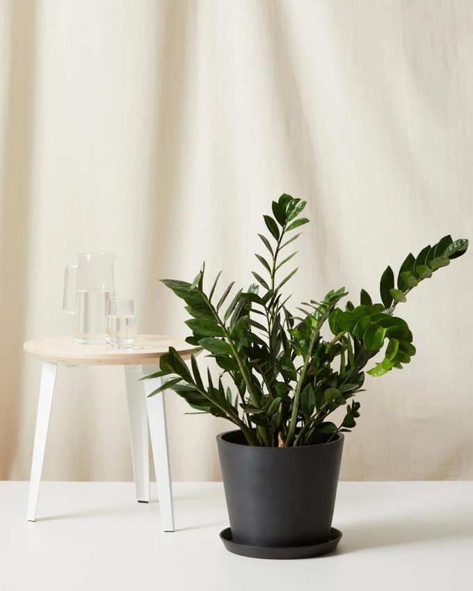 air purifying ZZ plant