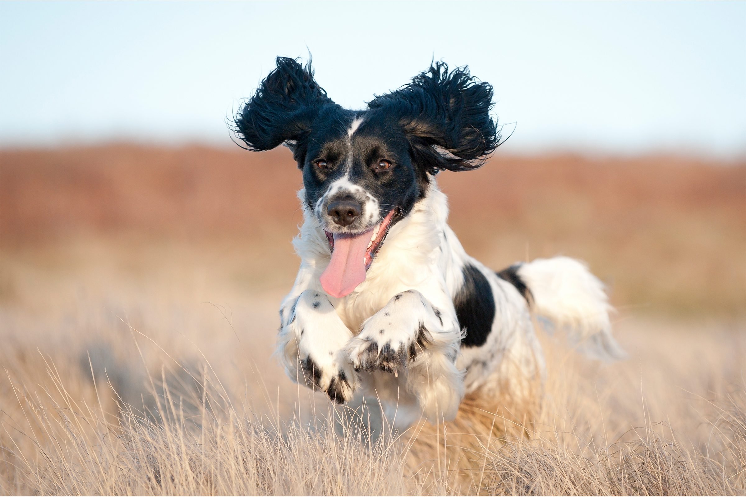 12 Dogs with Floppy Ears With Pictures | Reader's Digest