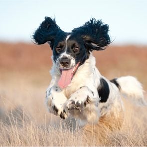 Young cocker spaniel running on field with ears flopping in the wind and tongue out