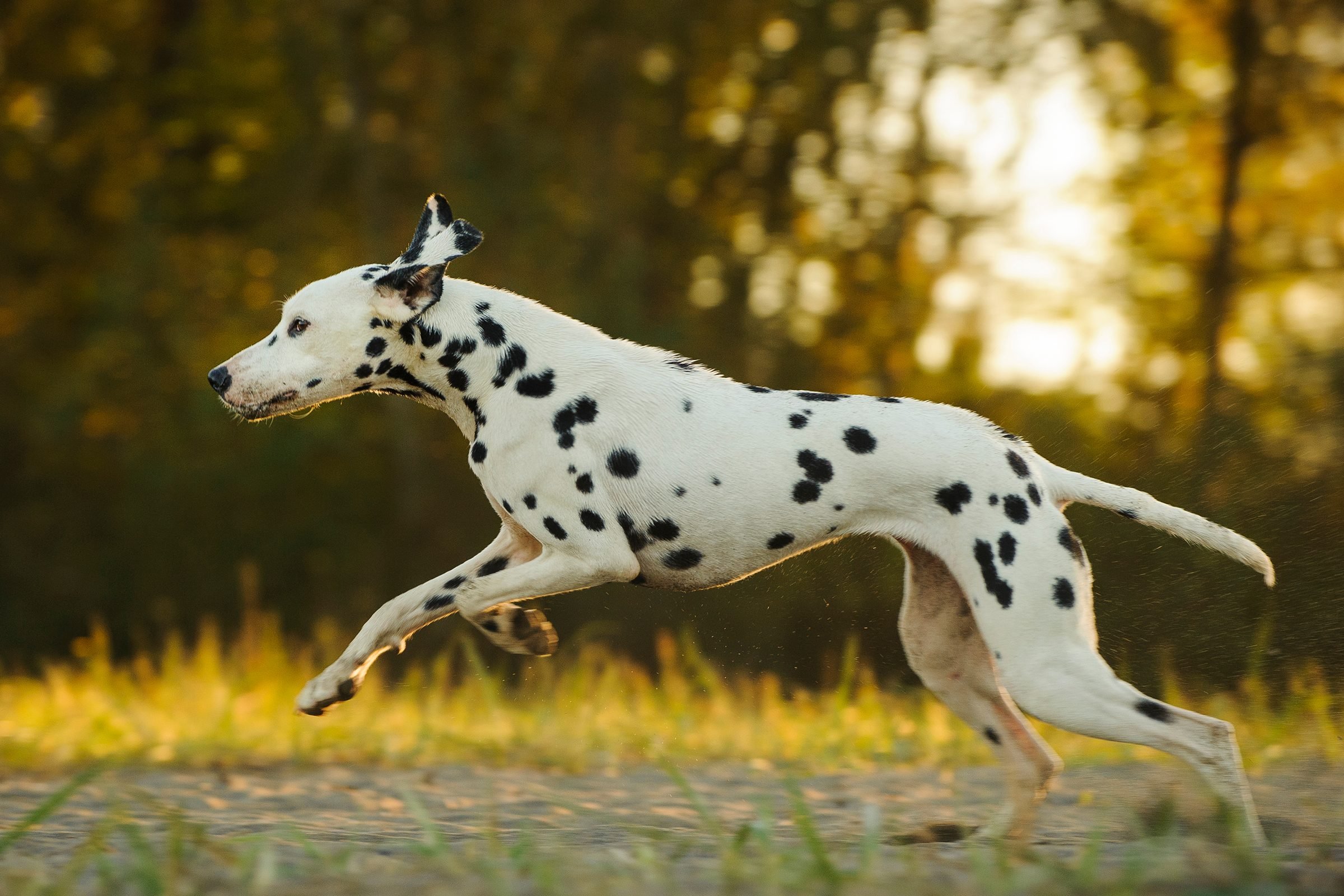 Fastest Dog in the World | Reader's