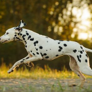 13 Of The Fastest Dog Breeds In The World Opener