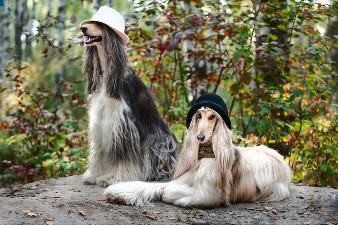 Two Afghan Hounds posing with hats on for a portrait shot in the forest