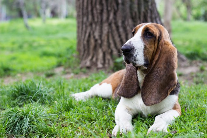 Basset Hound laying on grass in front of a tree