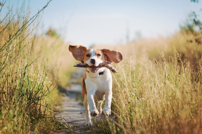 Beagle running towards camera with stick in mouth and ears flopping in the wind