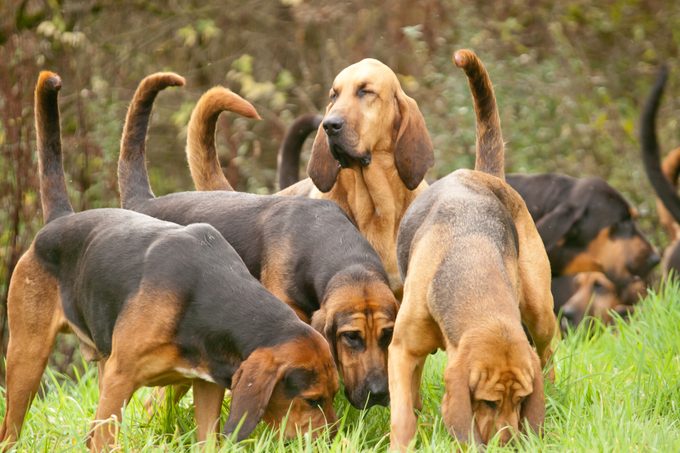 Pack of Bloodhounds sniffing around the grass with one bloodhound looking up surveying the area