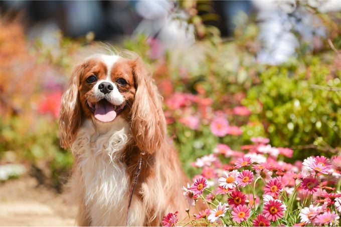 Portrait of a Cavalier King Charles Spaniel sitting in front of a flower garden