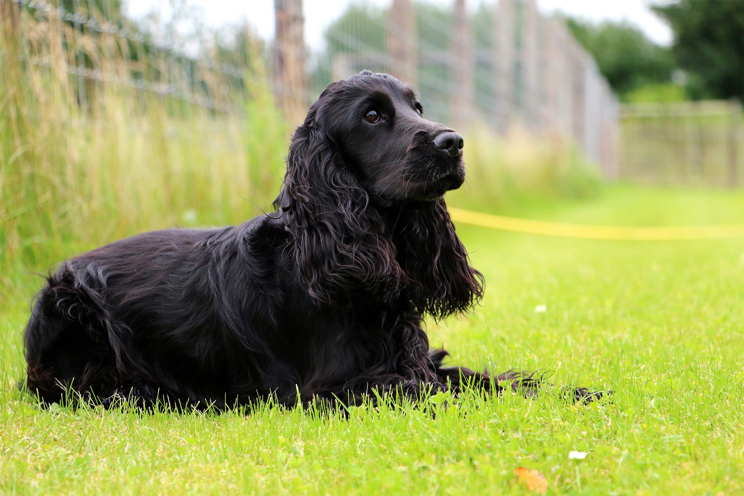 Portrait of a black Cocker Spaniel sitting in the grass in front of a fence looking off into the distance