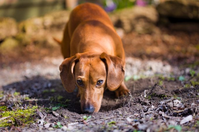 Brown Dachshund sniffing the dirt and staring into the camera