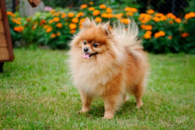 pomeranian dog standing in the grass with orange flowers in the background