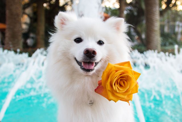 American Eskimo dog with yellow flower in front of a fountain